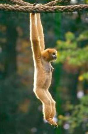 gibbon