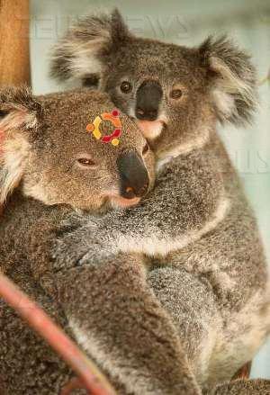 Ubuntu 9.10 Karmic Koala aggiornamento