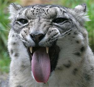 Snow Leopard aggiornamento Mac OS X 10.6.3