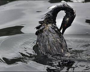 BP compra chiavi ricerca oil spill