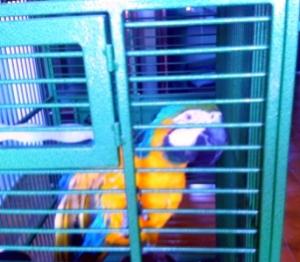 Barranquilla pappagallo faceva da palo