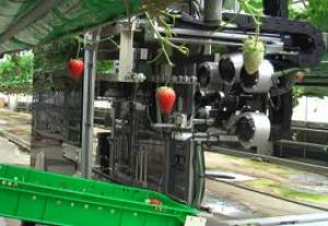 Robot raccoglie fragole mature Giappone
