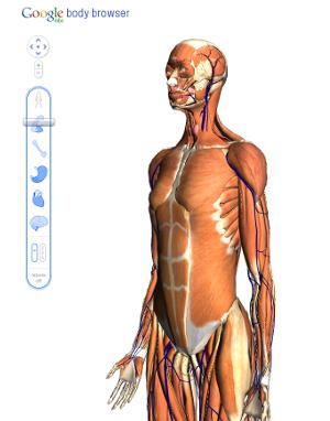Google Body Browser esplora corpo umano
