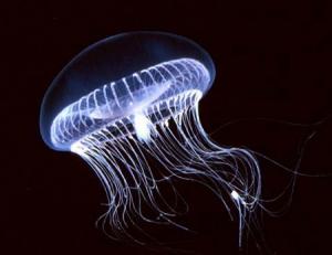 Laser vivente medusa Galther Hyun rene
