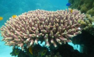 Corallo protezione raggi UV King's College