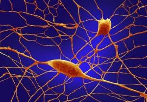 Neuroni da cellule del fegato Samuele Marro