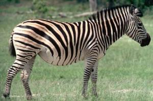 zebra strisce tafani