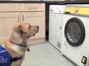 Woof to Wash