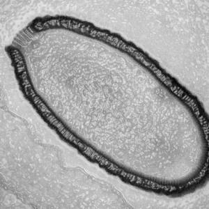 pithovirus virus gigante