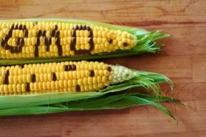 UE accordo OGM