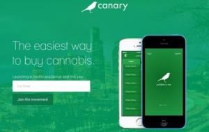 canary marijuana