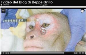 macachi beppegrillo