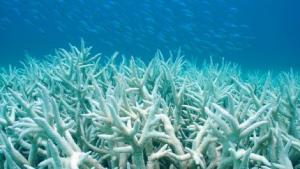 coral bleaching pic