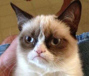 grumpy cat