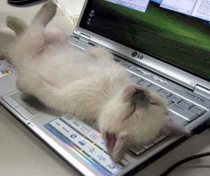 cat kitten asleep on laptop