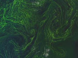 Algae bloom