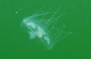 medusa valle aosta brissogne