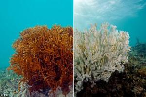 creme solari barriere coralline