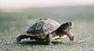 turtle slow