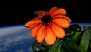 zinnia fiore iss