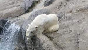 orso polare depresso