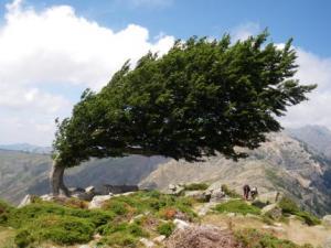 alberi vento energia