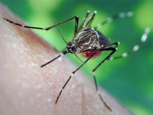 malaria zanzara parassiti