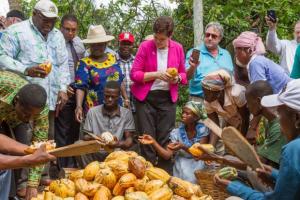 ghana fave cacao