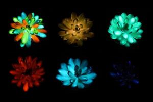 succulente luminose