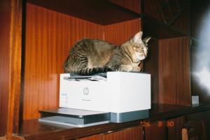 hp cartucce originali scadute